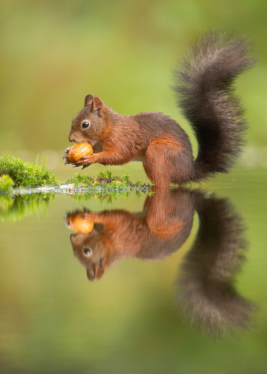 I Capture Beautiful Moments In Wildlife, Here Are My 30 Recent Photos I Capture Beautiful Moments In Wildlife, Here Are My 30 Recent Photos