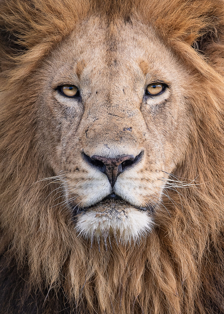 I Capture Beautiful Moments In Wildlife, Here Are My 30 Recent Photos I Capture Beautiful Moments In Wildlife, Here Are My 30 Recent Photos