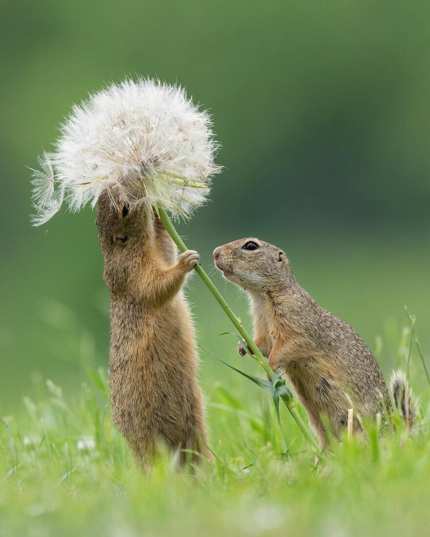 I Capture Beautiful Moments In Wildlife, Here Are My 30 Recent Photos I Capture Beautiful Moments In Wildlife, Here Are My 30 Recent Photos