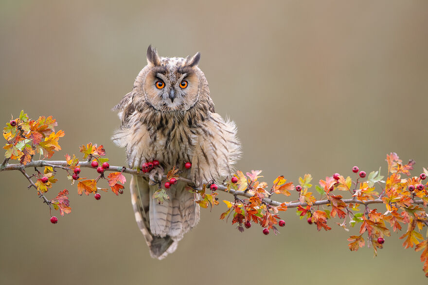 I Capture Beautiful Moments In Wildlife, Here Are My 30 Recent Photos I Capture Beautiful Moments In Wildlife, Here Are My 30 Recent Photos