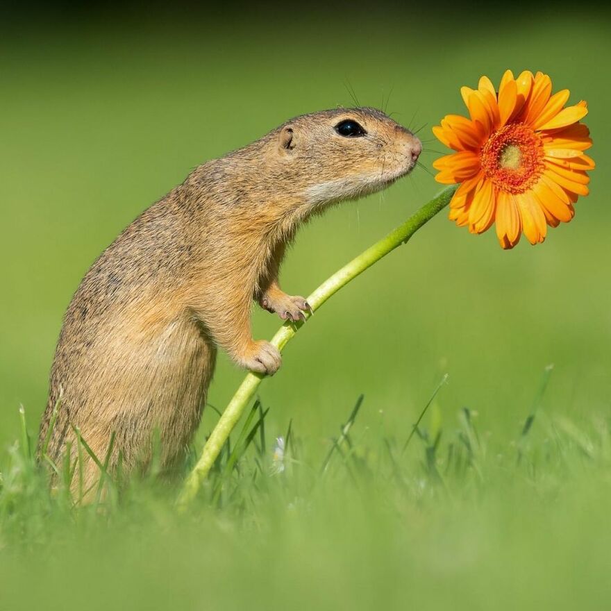 I Capture Beautiful Moments In Wildlife, Here Are My 30 Recent Photos I Capture Beautiful Moments In Wildlife, Here Are My 30 Recent Photos