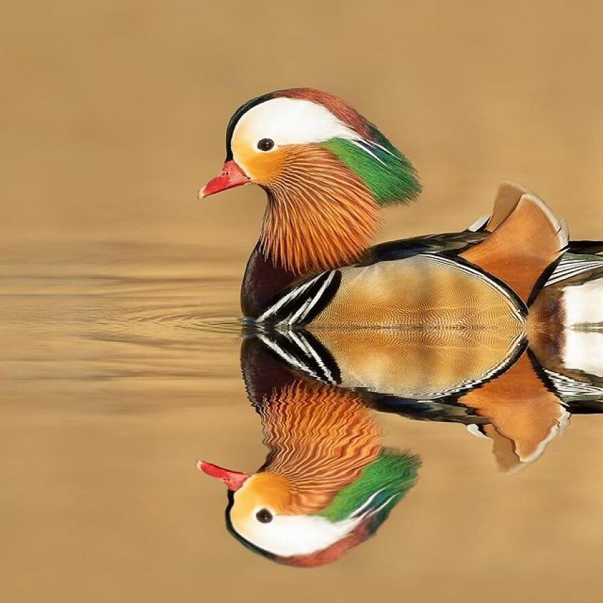 I Capture Beautiful Moments In Wildlife, Here Are My 30 Recent Photos I Capture Beautiful Moments In Wildlife, Here Are My 30 Recent Photos