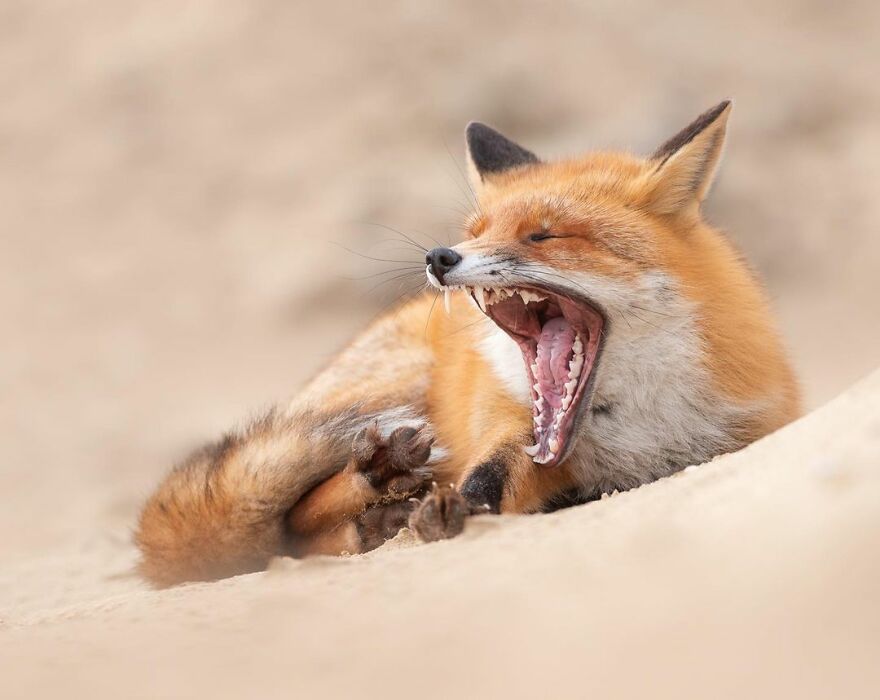 I Capture Beautiful Moments In Wildlife, Here Are My 30 Recent Photos I Capture Beautiful Moments In Wildlife, Here Are My 30 Recent Photos