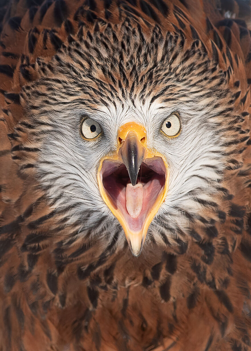 I Capture Beautiful Moments In Wildlife, Here Are My 30 Recent Photos I Capture Beautiful Moments In Wildlife, Here Are My 30 Recent Photos