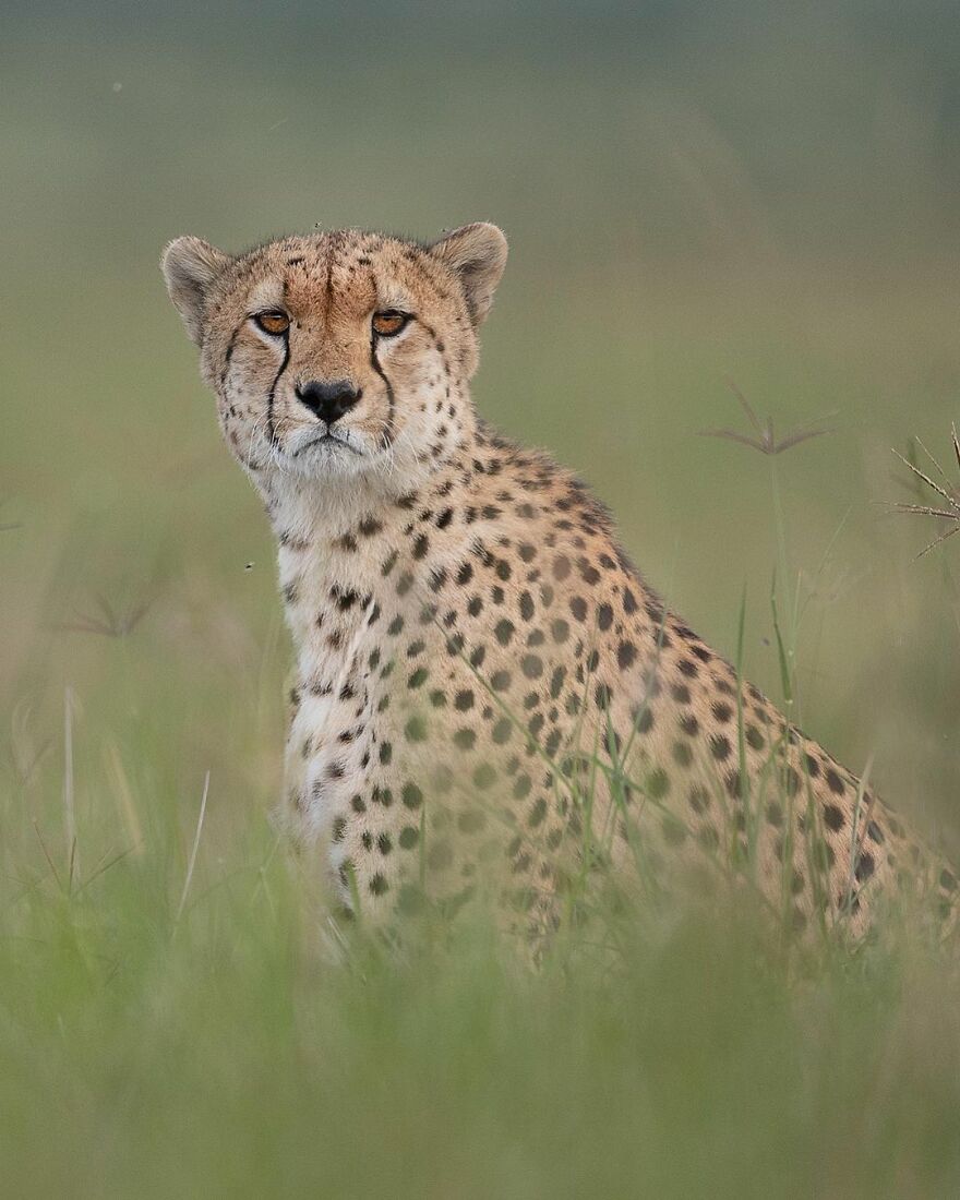 I Capture Beautiful Moments In Wildlife, Here Are My 30 Recent Photos I Capture Beautiful Moments In Wildlife, Here Are My 30 Recent Photos