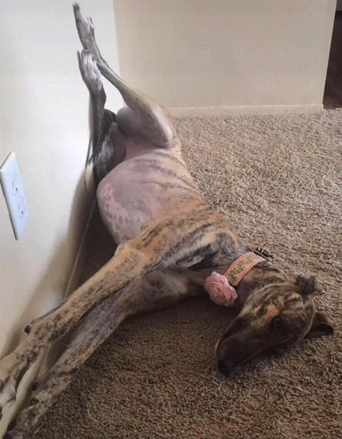 29 Facts About Dog Psychology Every Dog Owner Should Know, As Shared On This Viral TikTok Account 29 Facts About Dog Psychology Every Dog Owner Should Know, As Shared On This Viral TikTok Account