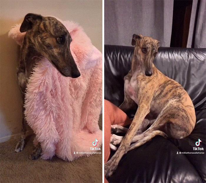 29 Facts About Dog Psychology Every Dog Owner Should Know, As Shared On This Viral TikTok Account 29 Facts About Dog Psychology Every Dog Owner Should Know, As Shared On This Viral TikTok Account