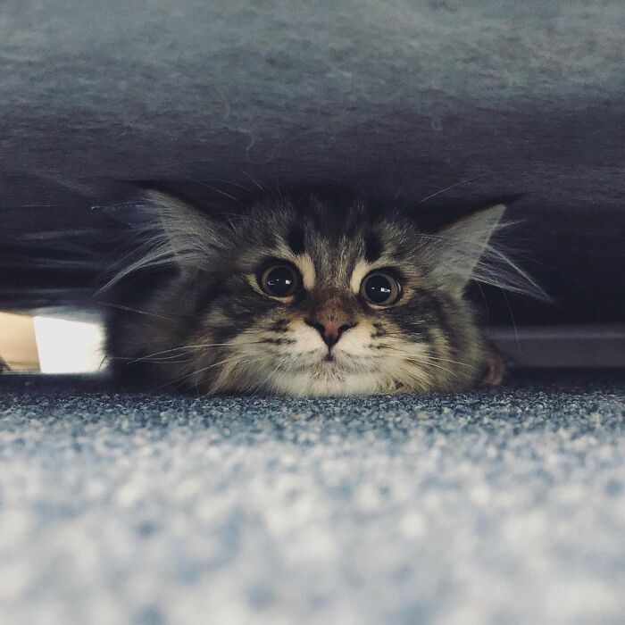 34 Pics Of A Cat That Has More Facial Expressions Than Most Humans 34 Pics Of A Cat That Has More Facial Expressions Than Most Humans