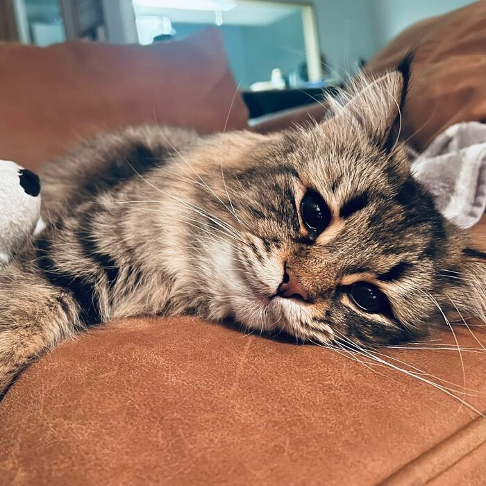 34 Pics Of A Cat That Has More Facial Expressions Than Most Humans 34 Pics Of A Cat That Has More Facial Expressions Than Most Humans