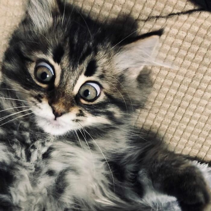 34 Pics Of A Cat That Has More Facial Expressions Than Most Humans 34 Pics Of A Cat That Has More Facial Expressions Than Most Humans