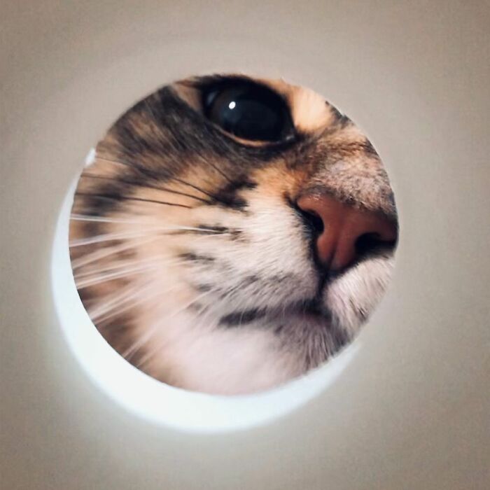 34 Pics Of A Cat That Has More Facial Expressions Than Most Humans 34 Pics Of A Cat That Has More Facial Expressions Than Most Humans