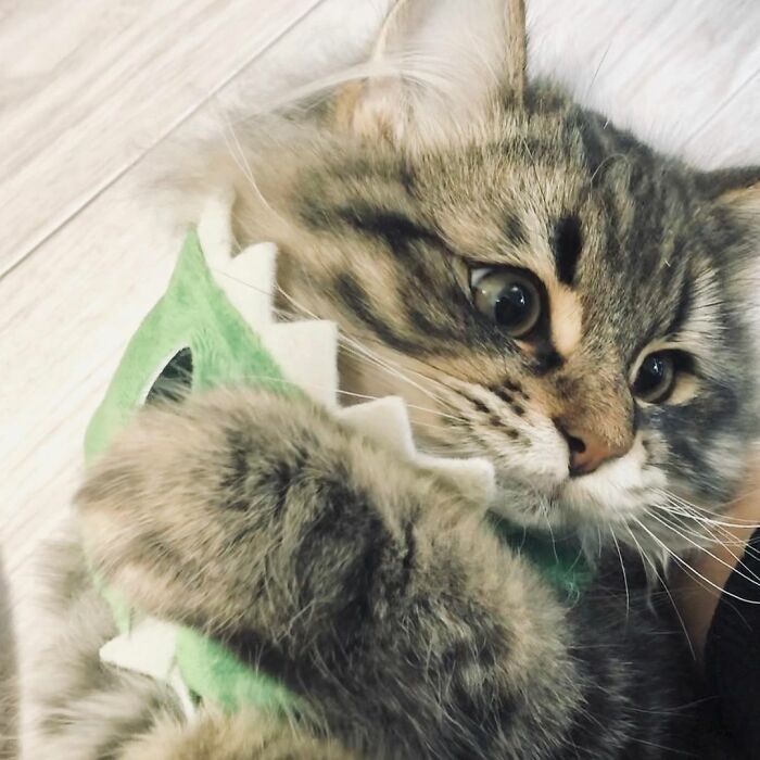 34 Pics Of A Cat That Has More Facial Expressions Than Most Humans 34 Pics Of A Cat That Has More Facial Expressions Than Most Humans