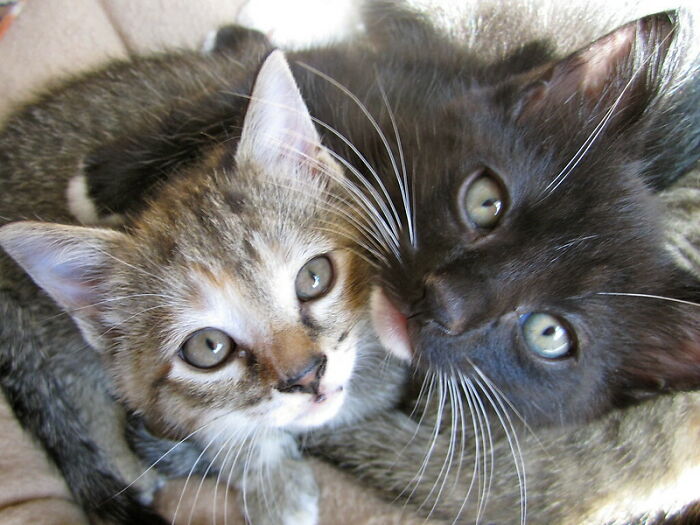 Someone In This Online Group Asked, “What’s That One Product That Is Completely Worth Your Money?”, 30 Folks Delivered Someone In This Online Group Asked, “What’s That One Product That Is Completely Worth Your Money?”, 30 Folks Delivered