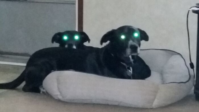 Hey Pandas, Post The Weirdest Picture In Your Camera Roll (Closed) Hey Pandas, Post The Weirdest Picture In Your Camera Roll (Closed)