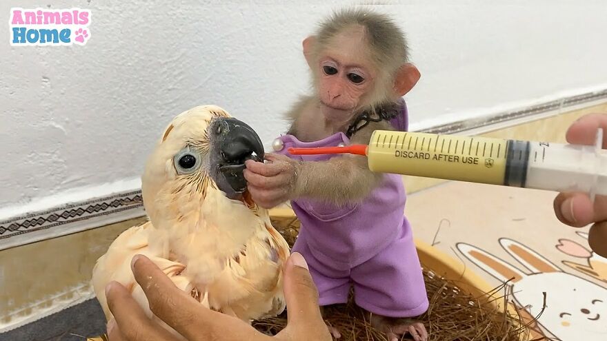 Rescued Indonesian Monkey Makes Friends Everywhere She Goes, And The Internet Loves It (35 Pics) Rescued Indonesian Monkey Makes Friends Everywhere She Goes, And The Internet Loves It (35 Pics)