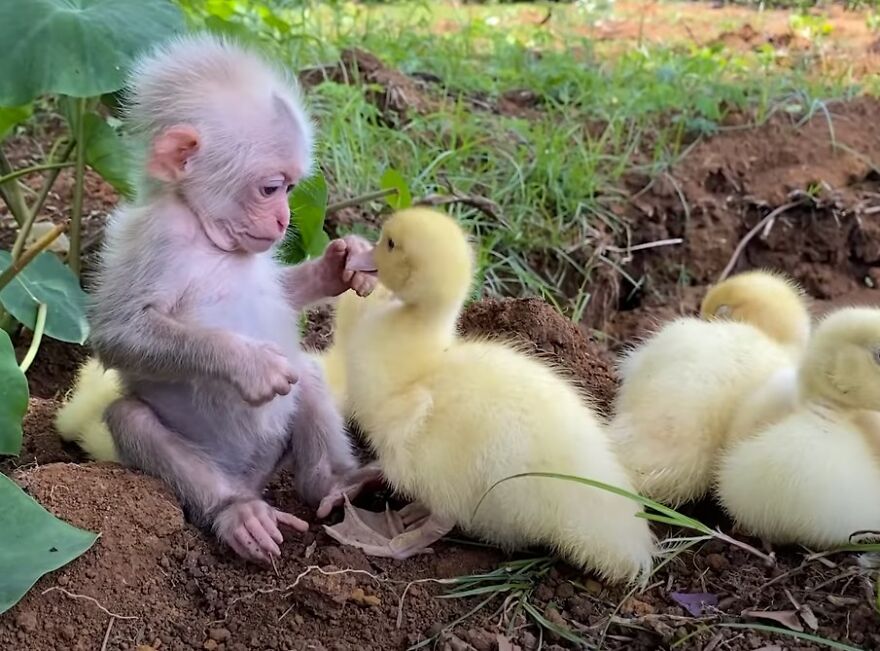 Rescued Indonesian Monkey Makes Friends Everywhere She Goes, And The Internet Loves It (35 Pics) Rescued Indonesian Monkey Makes Friends Everywhere She Goes, And The Internet Loves It (35 Pics)