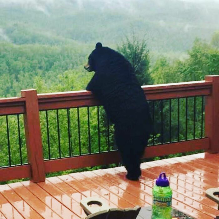 30 Times People Captured Bears Doing Ridiculous And Adorable Things 30 Times People Captured Bears Doing Ridiculous And Adorable Things