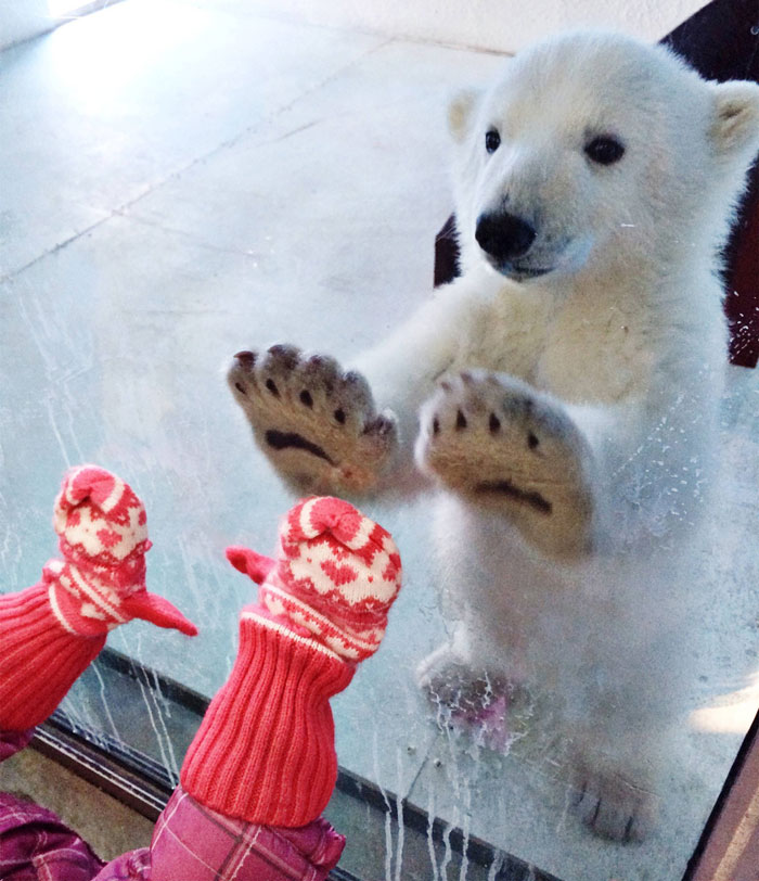 30 Times People Captured Bears Doing Ridiculous And Adorable Things 30 Times People Captured Bears Doing Ridiculous And Adorable Things
