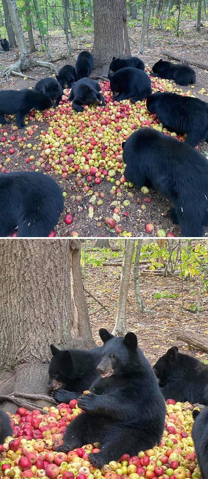 30 Times People Captured Bears Doing Ridiculous And Adorable Things 30 Times People Captured Bears Doing Ridiculous And Adorable Things