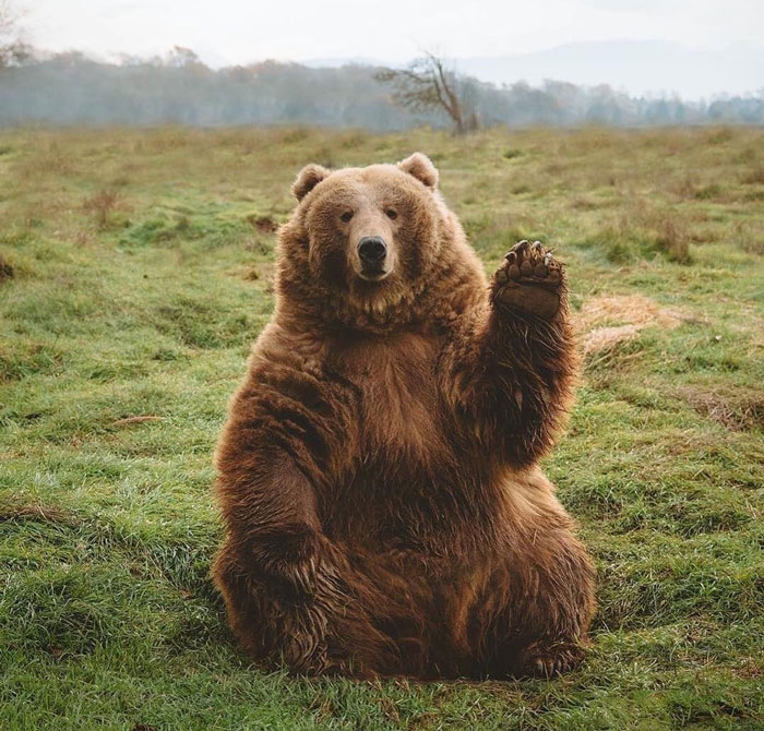 30 Times People Captured Bears Doing Ridiculous And Adorable Things 30 Times People Captured Bears Doing Ridiculous And Adorable Things
