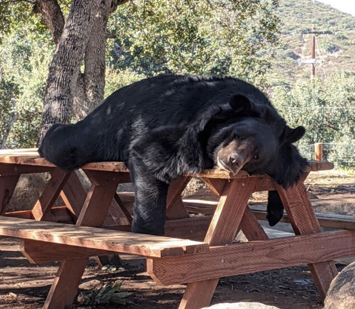 30 Times People Captured Bears Doing Ridiculous And Adorable Things 30 Times People Captured Bears Doing Ridiculous And Adorable Things