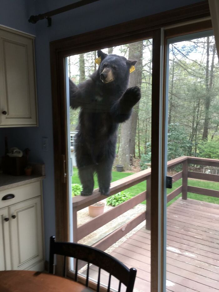 30 Times People Captured Bears Doing Ridiculous And Adorable Things 30 Times People Captured Bears Doing Ridiculous And Adorable Things