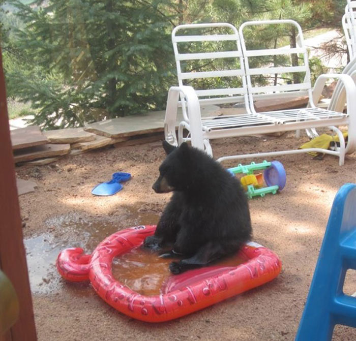 30 Times People Captured Bears Doing Ridiculous And Adorable Things 30 Times People Captured Bears Doing Ridiculous And Adorable Things