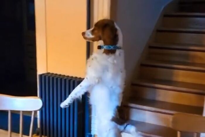 Three-Legged Dog Goes Viral On TikTok For Walking Upright Like A Human Three-Legged Dog Goes Viral On TikTok For Walking Upright Like A Human