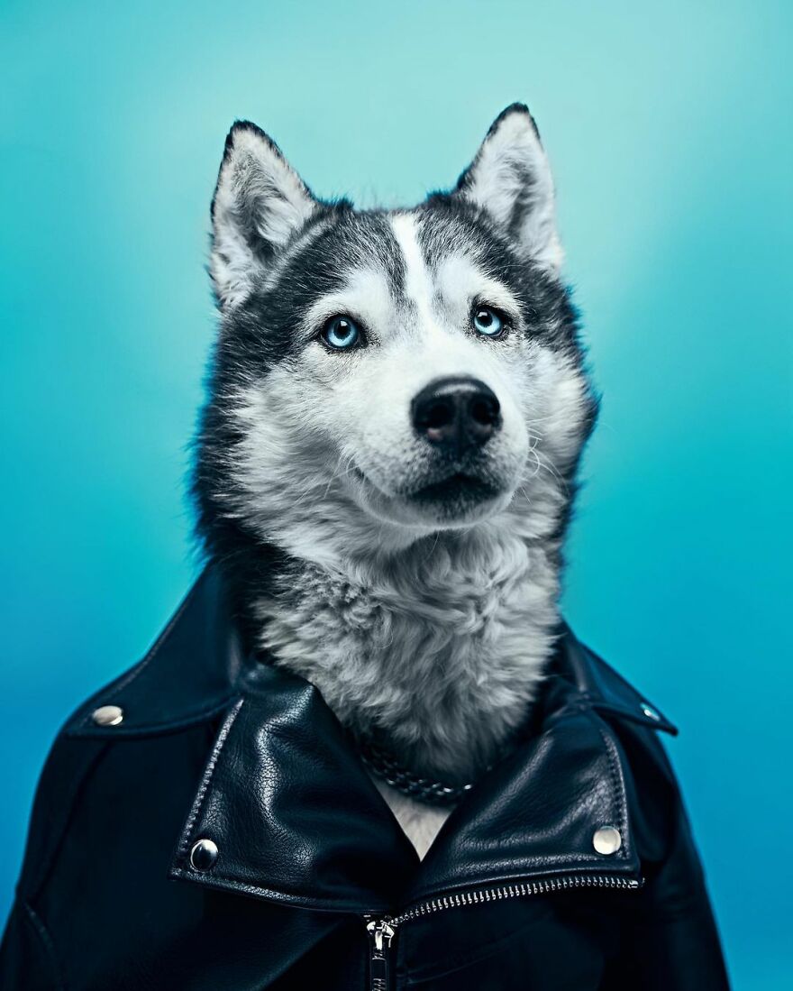 This Shelter Dressed Up Their Dogs And Had A Photographer Take Adorable Pictures Of Them To Get Them Adopted Faster (11 Pics) This Shelter Dressed Up Their Dogs And Had A Photographer Take Adorable Pictures Of Them To Get Them Adopted Faster (11 Pics)