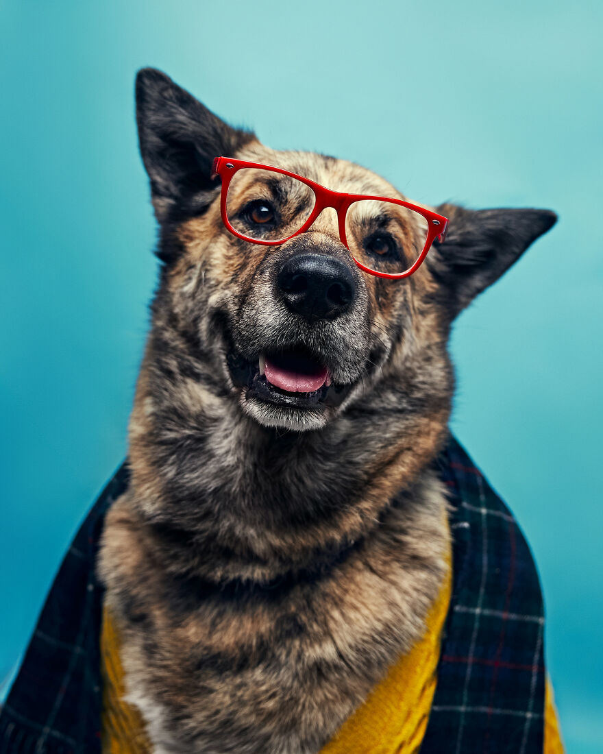 This Shelter Dressed Up Their Dogs And Had A Photographer Take Adorable Pictures Of Them To Get Them Adopted Faster (11 Pics) This Shelter Dressed Up Their Dogs And Had A Photographer Take Adorable Pictures Of Them To Get Them Adopted Faster (11 Pics)