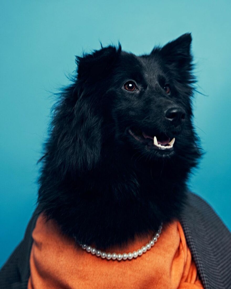 This Shelter Dressed Up Their Dogs And Had A Photographer Take Adorable Pictures Of Them To Get Them Adopted Faster (11 Pics) This Shelter Dressed Up Their Dogs And Had A Photographer Take Adorable Pictures Of Them To Get Them Adopted Faster (11 Pics)