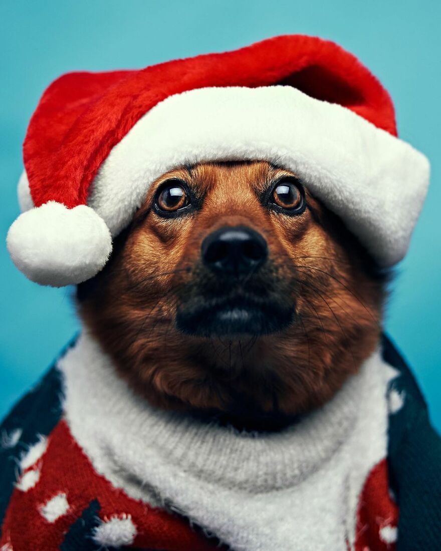 This Shelter Dressed Up Their Dogs And Had A Photographer Take Adorable Pictures Of Them To Get Them Adopted Faster (11 Pics) This Shelter Dressed Up Their Dogs And Had A Photographer Take Adorable Pictures Of Them To Get Them Adopted Faster (11 Pics)