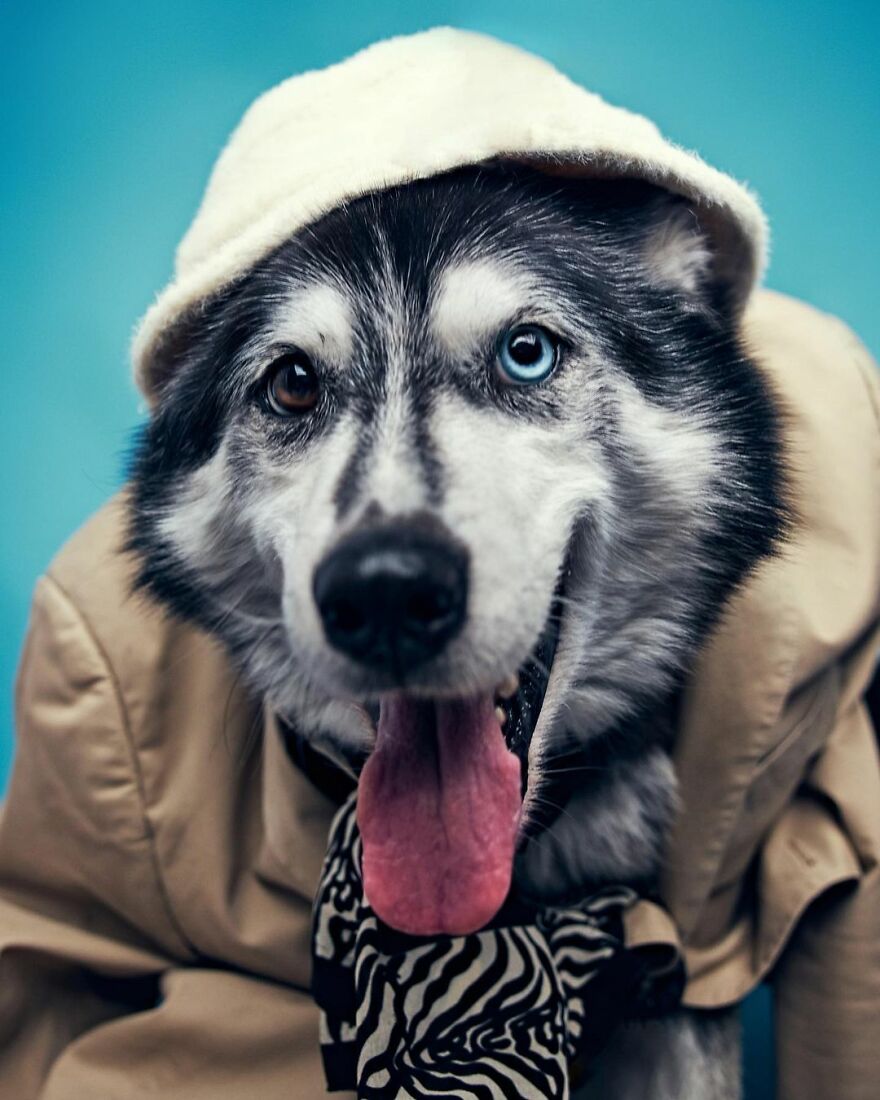 This Shelter Dressed Up Their Dogs And Had A Photographer Take Adorable Pictures Of Them To Get Them Adopted Faster (11 Pics) This Shelter Dressed Up Their Dogs And Had A Photographer Take Adorable Pictures Of Them To Get Them Adopted Faster (11 Pics)
