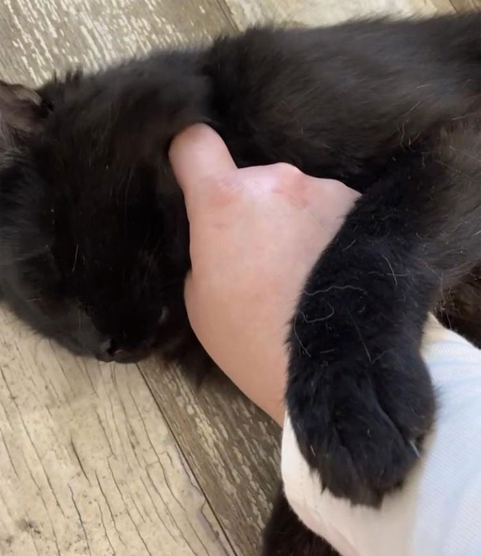 Woman Is Asking If She Was A Jerk For Kicking Her Boyfriend Out Of Her Apartment When She Overheard Him Talking Maliciously To Her Cat Woman Is Asking If She Was A Jerk For Kicking Her Boyfriend Out Of Her Apartment When She Overheard Him Talking Maliciously To Her Cat