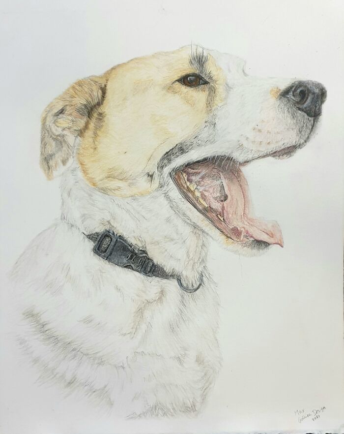 Hey Pandas, Draw A Picture Of Your Pet (Closed) Hey Pandas, Draw A Picture Of Your Pet (Closed)