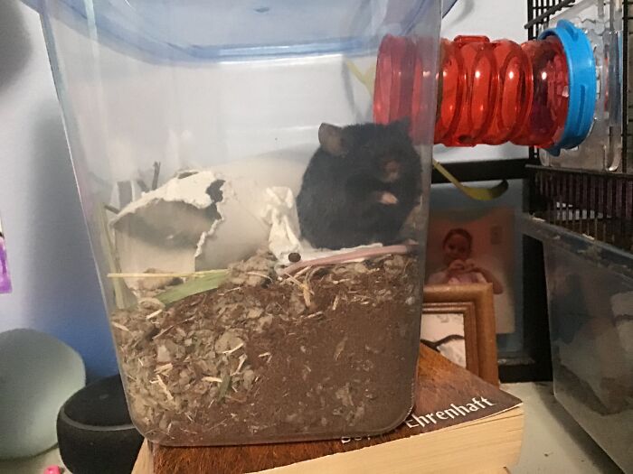 Hey Pandas, Post The Funniest Pic You Ever Took (Closed) Hey Pandas, Post The Funniest Pic You Ever Took (Closed)