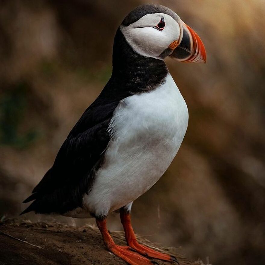 Here’s How Arctic Islands Look Through All 4 Seasons, As Captured By “The Aurora Hunter” Here’s How Arctic Islands Look Through All 4 Seasons, As Captured By “The Aurora Hunter”