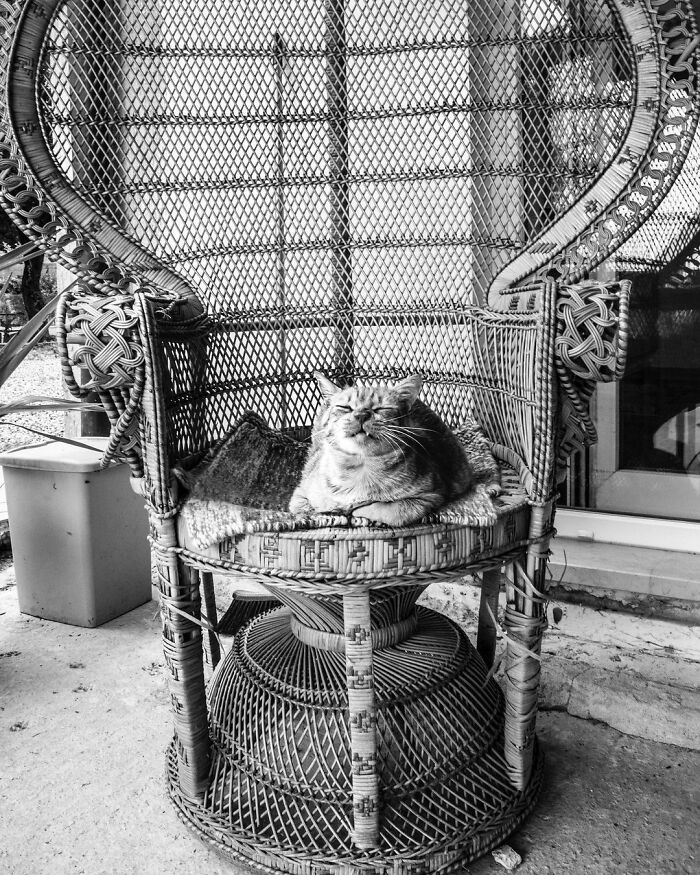 Catisfaction: I Captured These 34 Beautiful Moments Of Happy Cats (New Pics) Catisfaction: I Captured These 34 Beautiful Moments Of Happy Cats (New Pics)