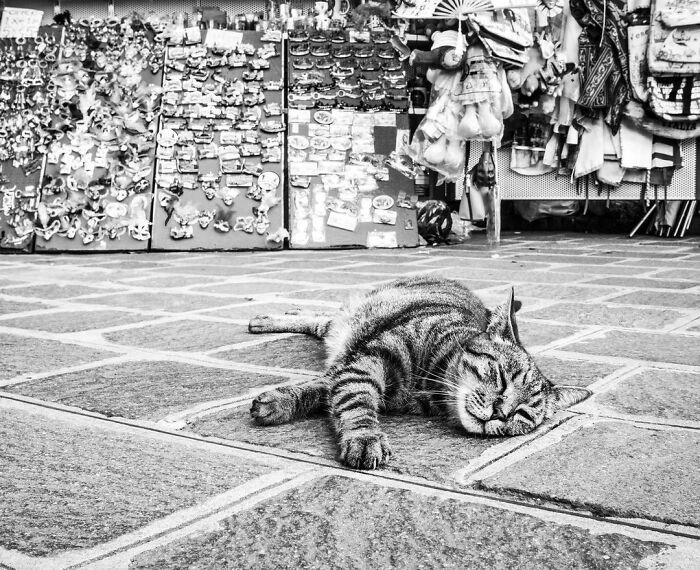 Catisfaction: I Captured These 34 Beautiful Moments Of Happy Cats (New Pics) Catisfaction: I Captured These 34 Beautiful Moments Of Happy Cats (New Pics)