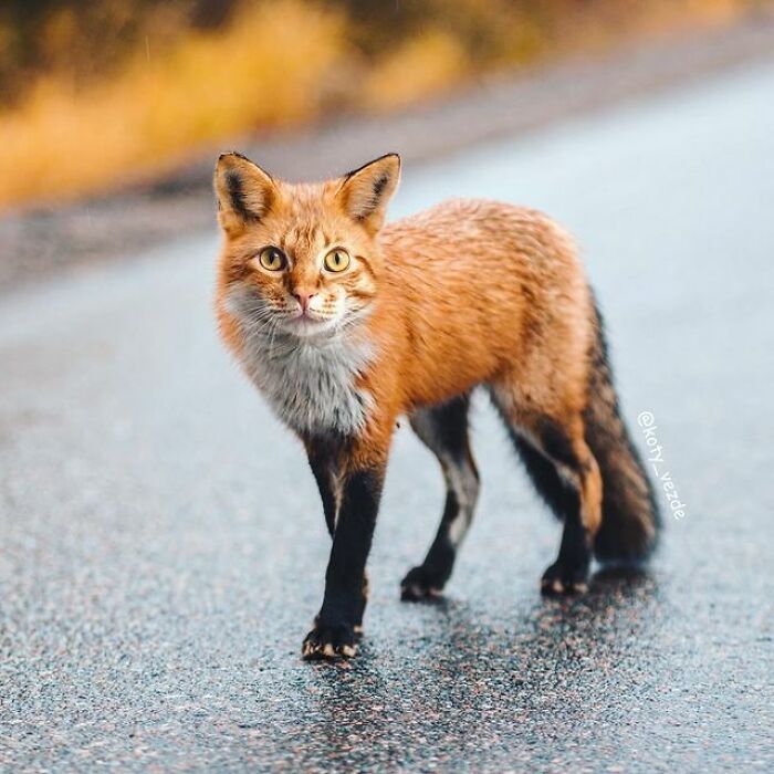 Person Shows What Everything Would Look Like If It Had A Cat’s Face And The Result Is Funny Yet Disturbing (98 New Pics) Person Shows What Everything Would Look Like If It Had A Cat’s Face And The Result Is Funny Yet Disturbing (98 New Pics)