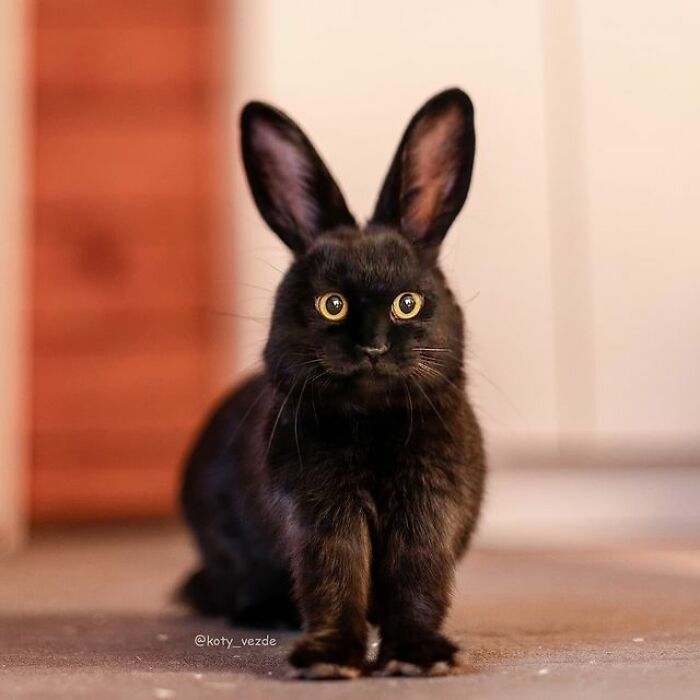 Person Shows What Everything Would Look Like If It Had A Cat’s Face And The Result Is Funny Yet Disturbing (98 New Pics)