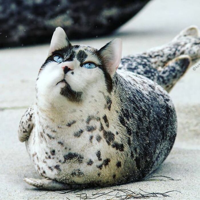 Person Shows What Everything Would Look Like If It Had A Cat’s Face And The Result Is Funny Yet Disturbing (98 New Pics) Person Shows What Everything Would Look Like If It Had A Cat’s Face And The Result Is Funny Yet Disturbing (98 New Pics)