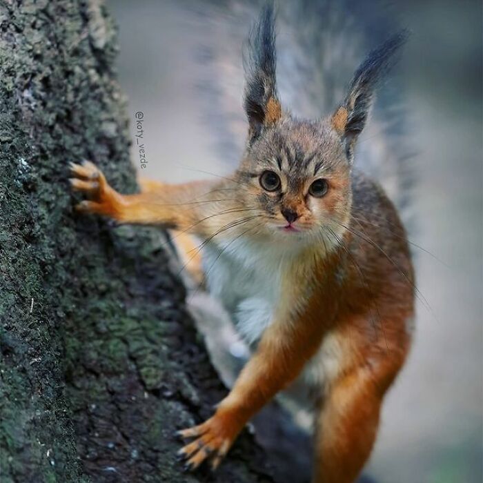 Person Shows What Everything Would Look Like If It Had A Cat’s Face And The Result Is Funny Yet Disturbing (98 New Pics) Person Shows What Everything Would Look Like If It Had A Cat’s Face And The Result Is Funny Yet Disturbing (98 New Pics)