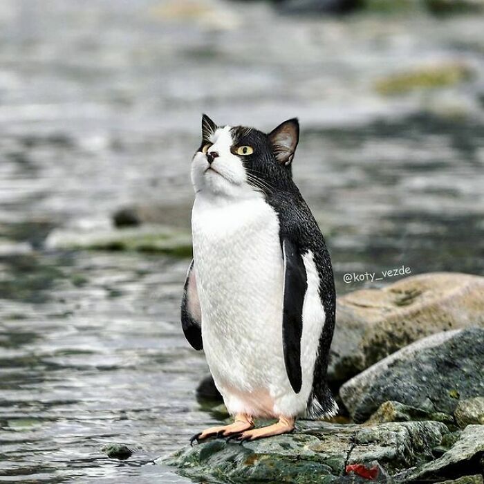 Person Shows What Everything Would Look Like If It Had A Cat’s Face And The Result Is Funny Yet Disturbing (98 New Pics) Person Shows What Everything Would Look Like If It Had A Cat’s Face And The Result Is Funny Yet Disturbing (98 New Pics)