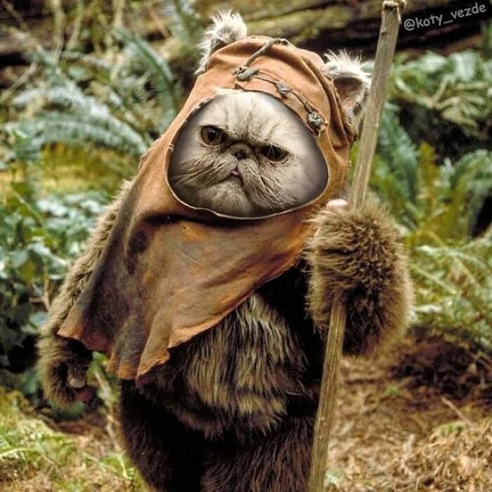 Person Shows What Everything Would Look Like If It Had A Cat’s Face And The Result Is Funny Yet Disturbing (98 New Pics) Person Shows What Everything Would Look Like If It Had A Cat’s Face And The Result Is Funny Yet Disturbing (98 New Pics)