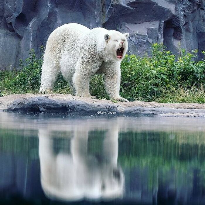 Person Shows What Everything Would Look Like If It Had A Cat’s Face And The Result Is Funny Yet Disturbing (98 New Pics)