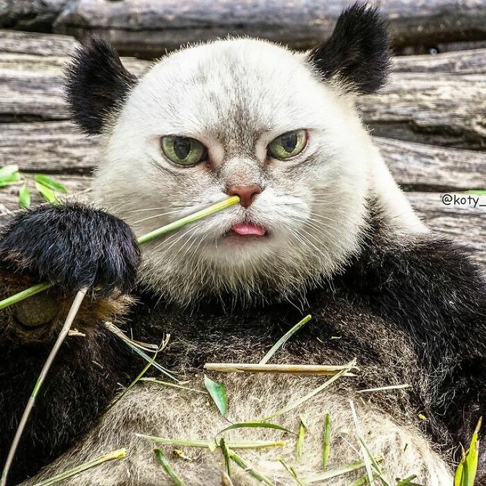 Person Shows What Everything Would Look Like If It Had A Cat’s Face And The Result Is Funny Yet Disturbing (98 New Pics)
