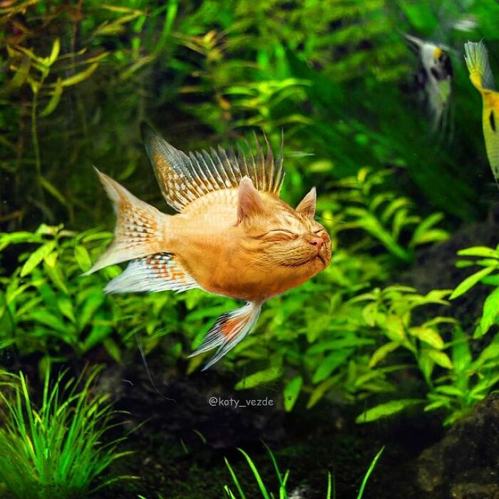 Person Shows What Everything Would Look Like If It Had A Cat’s Face And The Result Is Funny Yet Disturbing (98 New Pics) Person Shows What Everything Would Look Like If It Had A Cat’s Face And The Result Is Funny Yet Disturbing (98 New Pics)