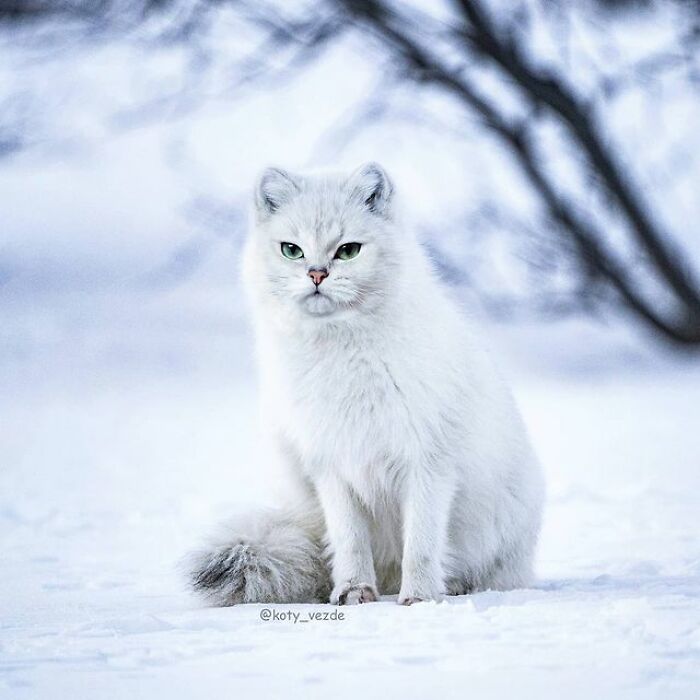 Person Shows What Everything Would Look Like If It Had A Cat’s Face And The Result Is Funny Yet Disturbing (98 New Pics) Person Shows What Everything Would Look Like If It Had A Cat’s Face And The Result Is Funny Yet Disturbing (98 New Pics)