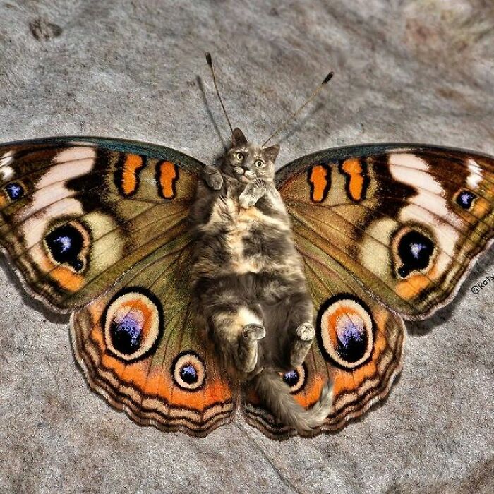 Person Shows What Everything Would Look Like If It Had A Cat’s Face And The Result Is Funny Yet Disturbing (98 New Pics)